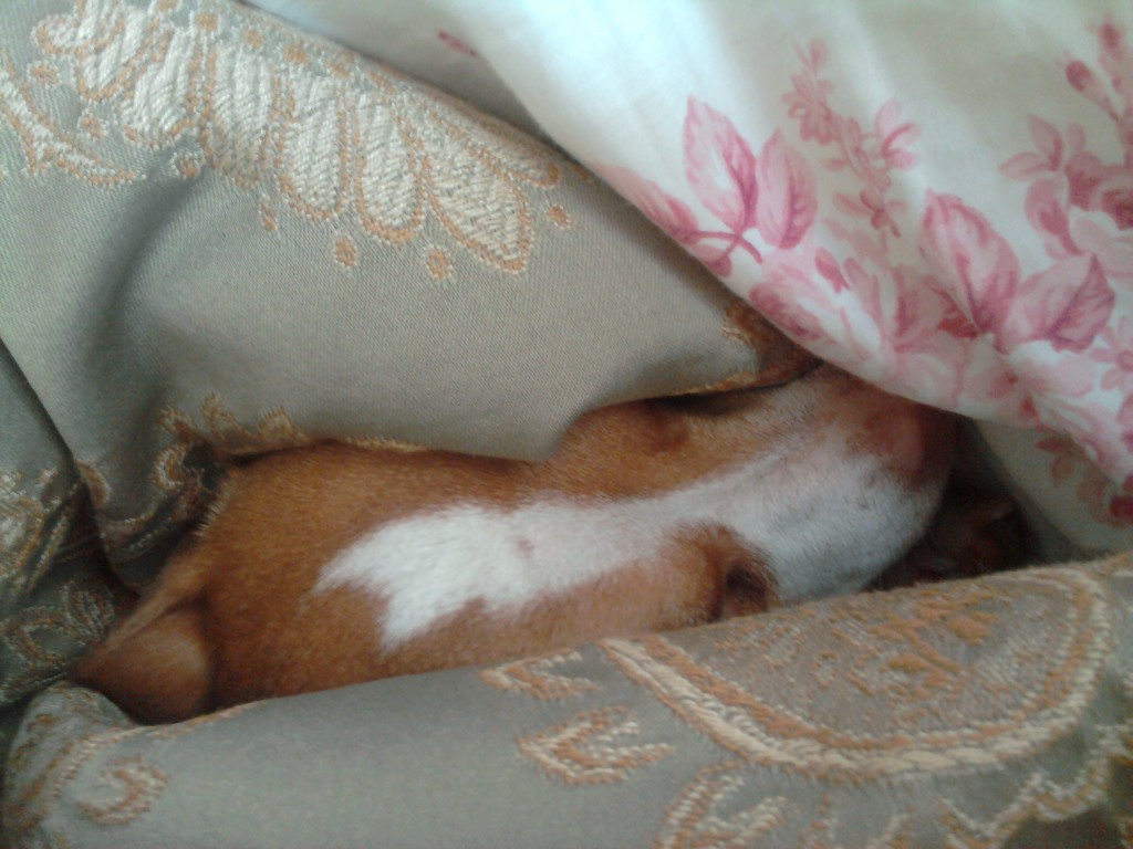 Piglet Dog Snoozes 2012-03-21 09.21.23